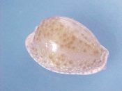 (1) Cypraea marginalis fm. melocelata Lorenz & Wiese, 1990....29 mm. F++. With light lavender lined & spotted base & brown spotted dorsum. Big for this Gulf of Aden endemic...Somalia...$40 (1 available)