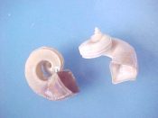 (1) Separatista blainvilliana Petit, 1851....16 mm. F++. Unusual & interesting, with high pointed spire & disconnected whorls. In Capulidae...Philippines...$10 (1 available)