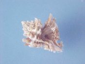 (1) Favartia cirrosa Hinds, 1844....14 mm. F++. Wonderfully spiny brown & tan lined mini-Muricid...Philippines...$8 (1 available)