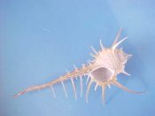 (1) Murex tenuirostratum Lamarck, 1822....101 mm. F++. Nice, big, un-lined specimen with long shoulder spines & siphonal canal intact...Philippines...$15 (1 available)
