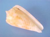 (1) Conus cf. moluccensis Kuster, 1838....30 mm. F++. Possibly a juvenile without full adult colouration...Philippines...$20 (1 available)
