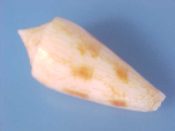 (2) Conus neptunus Reeve, 1843....34, 37 mm. F++. If these are babies named for Neptune, does that make them Godlets?...Philippines...$6 (2 available)