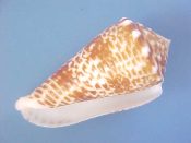 (3) Conus sulcocastaneus Kosuge, 1981....46 to 50 mm. F++. Large, prime specimens with rich orange-brown markings over strong spiral cords...Philippines...$15 (3 available)