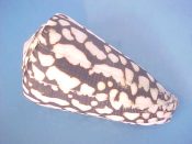 (2) Conus marmoreus Linne, 1758....72, 73 mm. F++. Pattern freaks! Spots & tents combine to form what look like carnasial teeth in profile (like a dog or cat’s pre-molars)...Philippines...$15 (2 available)