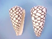 (2) Conus marmoreus Linne, 1758....77, 78 mm. F++. Great specimens with bold, fairly typical patterns, coronate spire, and with intact, finely crenulate lips...Philippines...$7 (2 available)