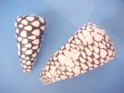 (1pr) Conus marmoreus Linne, 1758....61 & 78 mm. F++. Wild extreme pattern pair, smaller one is black with scattered white spots, the other one, white with black fishnet overlay. Both are probably named forms...Philippines...$25 (1 pair available)
