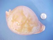 (1) Cypraea armeniaca Verco, 1912....107 mm. Gem. Glorious giant specimen! Huge and immaculate, with big orange dorsal spot and nicely extended tips. Perhaps our best ever!...Australia...$495 (1 available)