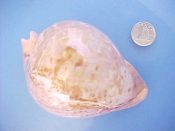 (1) Cypraea armeniaca fm. westralica Raybaudi, 1980....90 mm. Gem-. The brown speckled colour form with rich apricot orange base. Just a few tiny dimples on the base. Could even be form brunnea Raybaudi 1993...Australia...$295 (1 available)