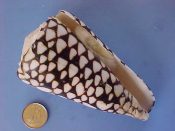 (1) Conus marmoreus Linne, 1758....96 mm. F++ w/operc. Glorious big fully intact specimen with great pattern, finely crenulate lip and tiny operc...Australia...$10 (1 available) OVERSIZE