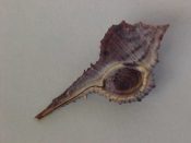 (4) Murex messorius Sowerby, 1841....52 to 60 mm. F++ w/operc. Fresh dark brown specimens with good canals and oprcs too...Martinique...$20 (4 available)