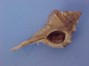 (3) Murex messorius Sowerby, 1841....45 to 51 mm. F++ . Nice clean specimens with good canals...Martinique...$12 (3 available)