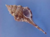 (1) Haustellum serratospinosus Dunker, 1883....100 mm. F+. Nicely elongate specie with brown & cream banded varices & short shoulder spines...India...$12 (1 available) OVERSIZE