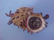 (1) Angaria melanacantha Reeve, 1842....48 mm. F+ w/operc. Nice example with black, up-turned shoulder spines...Philippines...$8 (1 available)