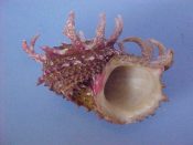 (1) Angaria sphaerula Kiener, 1873....51 mm. F+. Olive green with pale pink recurved shoulder spines mostly intact...Philippines...$22 (1 available)