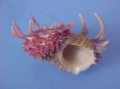 (1) Angaria sphaerula Kiener, 1873....49 mm. F+. Deep rose pink with long, curved shoulder spines...Philippines...$20 (1 available)