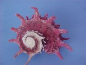 (1) Angaria sphaerula Kiener, 1873....40 mm. F+. Smaller but spectacular! Hot pink throughout...Philippines...$24 (1 available)