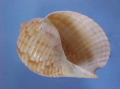 (1) Tonna cepa Roding, 1798....90 mm. F+. Nicely patterned specie with good canal but slightly thin lip...Philippines...$15 (1 available)