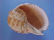 (1) Tonna cepa Roding, 1798...85 mm. F+. With slightly thickened adult lip and cream & brown spotted ribs...Philippines...$12 (1 available)