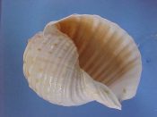 (1) Tonna dolium Linne, 1758....107 mm. F+. Large lovely specimen with strong, lightly orange spotted ribs, though lip is thin...Philippines...$15 (1 available)