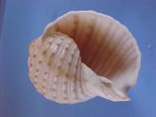 (1) Tonna dolium Linne, 1758....94 mm. F+. With well spotted ribs and slightly thickened adult lip edge...Philippines...$12 (1 available)
