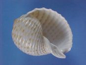 (1) Tonna marginata Philippi, 1845....65 mm. F+. Similar to dolium but without fine ribs between the orange spotted main ribs...Philippines...$5 (1 available)