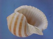 (1) Tonna sulcosa Born, 1778....90 mm. F++. Big & beautifully brown banded and with fully formed crenulate & dentate lip...Philippines...$15 (1 available)