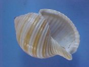 (2) Tonna sulcosa Born, 1778....71, 76 mm. F+. Good junior specimens though with fully formed & thickened lips...Philippines...$10 (2 available)