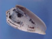 (1) Conus magus fm. assimilis Adams, 1854....56 mm. F++. Neat pattern form, white with black markings, blueish clouds and lines of brown pin-points...Philippines...$16 (1 available)