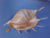 (1) Lambis lambis Linne, 1758....175 mm. F++. Great example with intact spines & massively callused columella...Philippines...$8 (1 available)