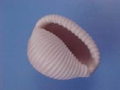 (1) Trivia aperta Swainson, 1822....24 mm. F++. Fresh, excellent example with gloss and ridgesall intact...South Africa...$25 (1 available)