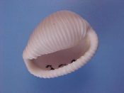 (1) Trivia aperta Swainson, 1822....24 mm. F. Decent if slightly beach-worn ex col starter specimen...South Africa...$12 (1 available)