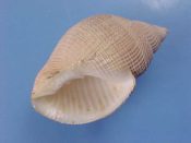 (1) Cancellaria reeveana Crosse, 1861....40 mm. F++. Good example with intact apex, canal & lyrate lip...Taiwan...$6 (1 available)