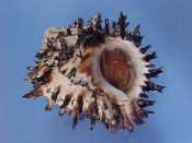 (1) Hexaplex radix Gmelin, 1798....77 mm. F++ w/operc. Spiny as a Hedgehog! Densely covered in short, sharp spines and complete with operc...Panama...$17 (1 available)