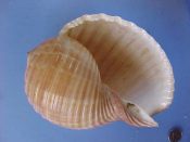 (1) Tonna galea Linne, 1758....131 mm. F++. Large & fat, with great, fully formed & toothed lip...Kenya...$23 (1 available) OVERSIZE