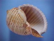 (1) Tonna galea Linne, 1758....93 mm. F++. Fresh junior specimen with well formed lip & partial perio...Kenya...$16 (1 available)