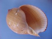 (1) Tonna cepa Roding, 1798....117 mm. F++. Good sized example with fully intact, brown edged lip...Kenya...$18 (1 available) OVERSIZE