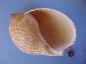 (1) Tonna perdix Linne, 1758....136 mm. F+. Huge specimen of the Partridge Tun, with decent lip but slightly rough canal...Kenya...$15 (1 available) OVERSIZE