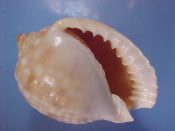 (1) Malea pomum Linne, 1758....68 mm. F++. Big & solid, with nice pattern and great lip. You'll be grinning at this one...Kenya...$12 (1 available)