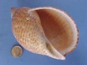 (1) Tonna perdix Linne, 1758....108 mm. F++. Top quality example with good pattern, nice parietal glaze and intact, thickened lip & canal...Kenya...$8 OVERSIZE