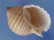 (1) Tonna allium Dillwyn, 1817....91 mm. F++. Good sized specimen with brown raised ribs and well developed lip (& no garlic smell)...Kenya...$15 (1 available)