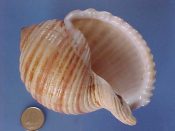 (1) Tonna sulcosa Born, 1778....97 mm. F++. Large, fresh, well developed specimen lightly brown banded and with partial perio...Kenya...$20 (1 available)
....39774...(1)...Tonna sulcosa Born, 1778....90 mm. F++. Big & beauti