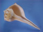 (1) Busycon coarctatum Sowerby, 1825....84 mm. F+. Nice specimen of this restricted range specie, with nicely intact lip...Mexico...$15 (1 available)