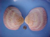(1) Plagiocardium pseudolima Lamarck, 1819....125 mm. F+. Fat monster specimen, with nice pink bands and fine nodules on the ribs of one end...Somalia...$15 (1 available)