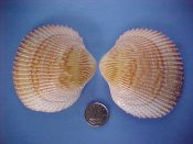 (1) Plagiocardium pseudolima Lamarck, 1819....67 mm. F+. This young example shows the fine nodules on the ribs well...Somalia...$9 (1 available)