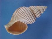 (1) Ancistrolepis vietnamensis Sirenko & Goryachev, 1990....96 mm. F++. Spirally grooved and with flared, thickened lip & intact protoconch...Taiwan...$140 (1 available)