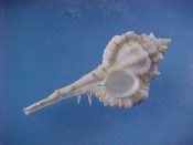 (1) Haustellum kiiensis Kuroda & Kira, 1955....59 mm. F++. Nice example, bright white with fine brown spiral lines...China...$8 (1 available)