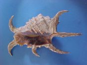 (1) Lambis chiragra fm. arthritica Roding, 1798....146 mm. F++. Super specimen, fully developed and intact...Somalia...$14 (1 available) OVERSIZE