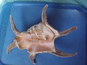 (1) Lambis chiragra Linne, 1758...233 mm. F+. Large, heavy, fully mature example from an unusual locality...Somalia...$40 (1 available) OVERSIZE