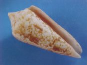 (1) Conus neptunus Reeve, 1843....62 mm. F++. Great specimen of this scarce, brown patterned beauty...Philippines...$32 (1 available)