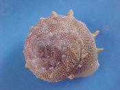 (1) Bolma millegranosa Kuroda & Habe, 1958....51 mm. F++. Absolute monster specimen, just 1 mm. short of the $125 listing in Rice!...Philippines...$45 (1 available)